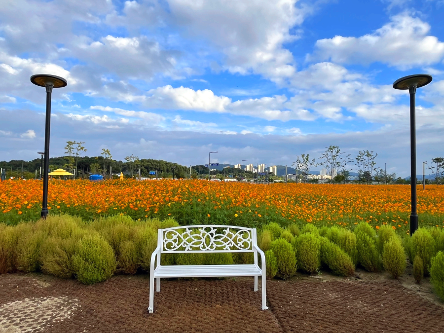 세종시 나성동 코스모스 꽃밭