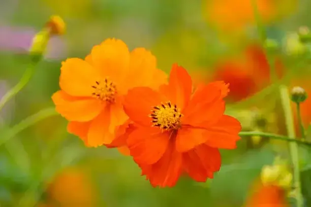 단양 도담정원 황화 코스모스