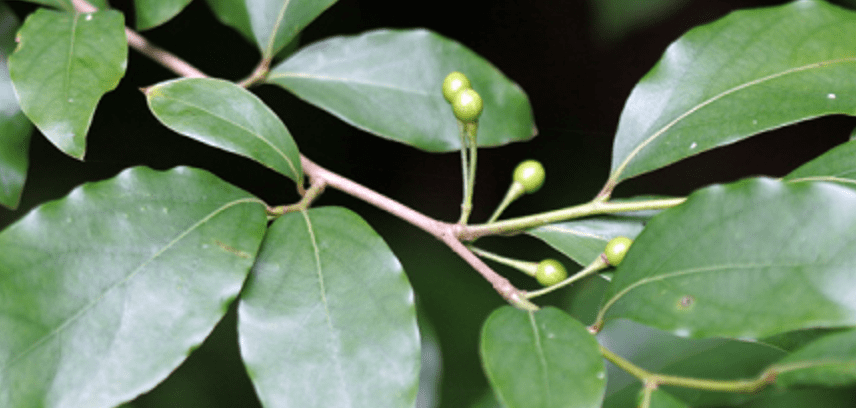 감태나무 잎과 열매