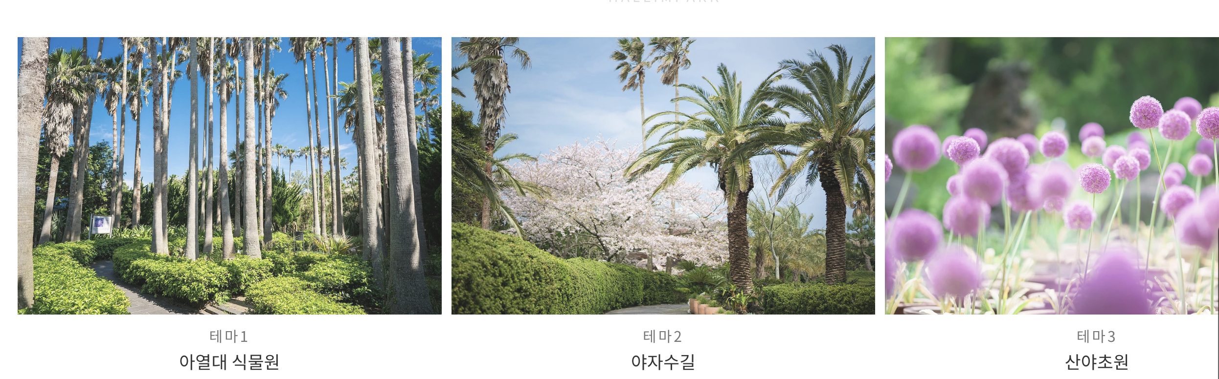 제주 수국 축제