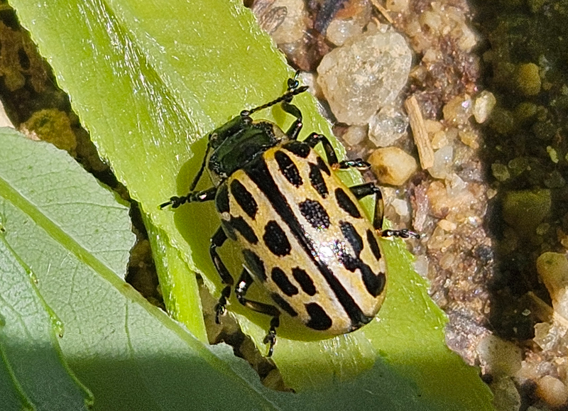 버들잎벌레 성충