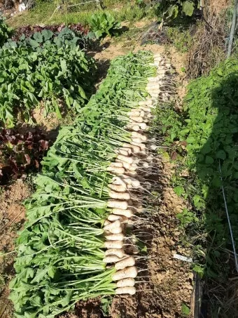 알타리무 파종시기 핵심 포인트_9