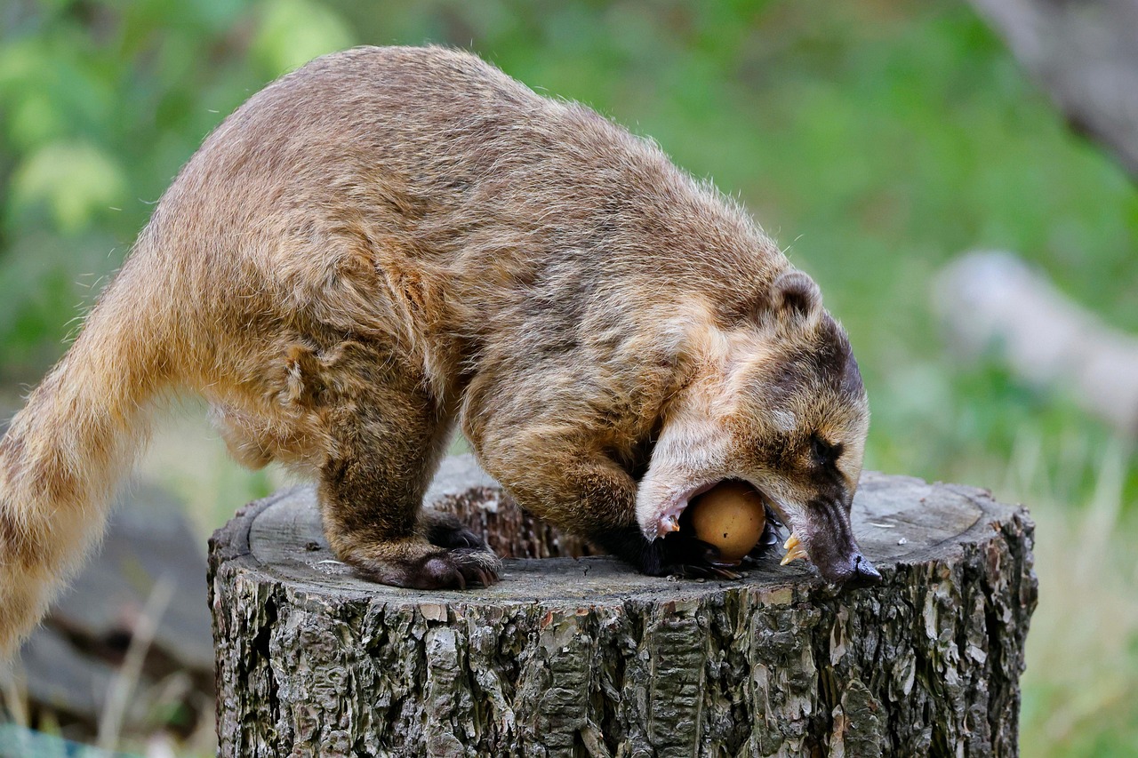 코아티의 입보다 큰 나무열매를 물면서 장난치는 코아티