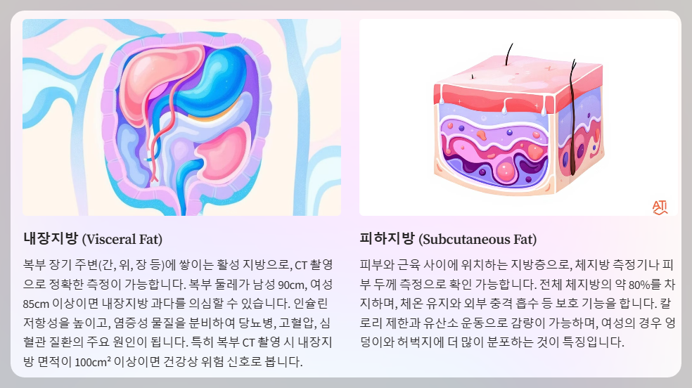 내장지방과 피하지방
