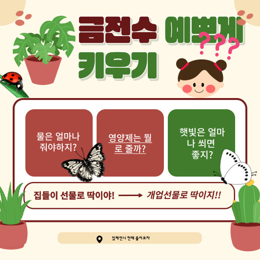 금전수키우기