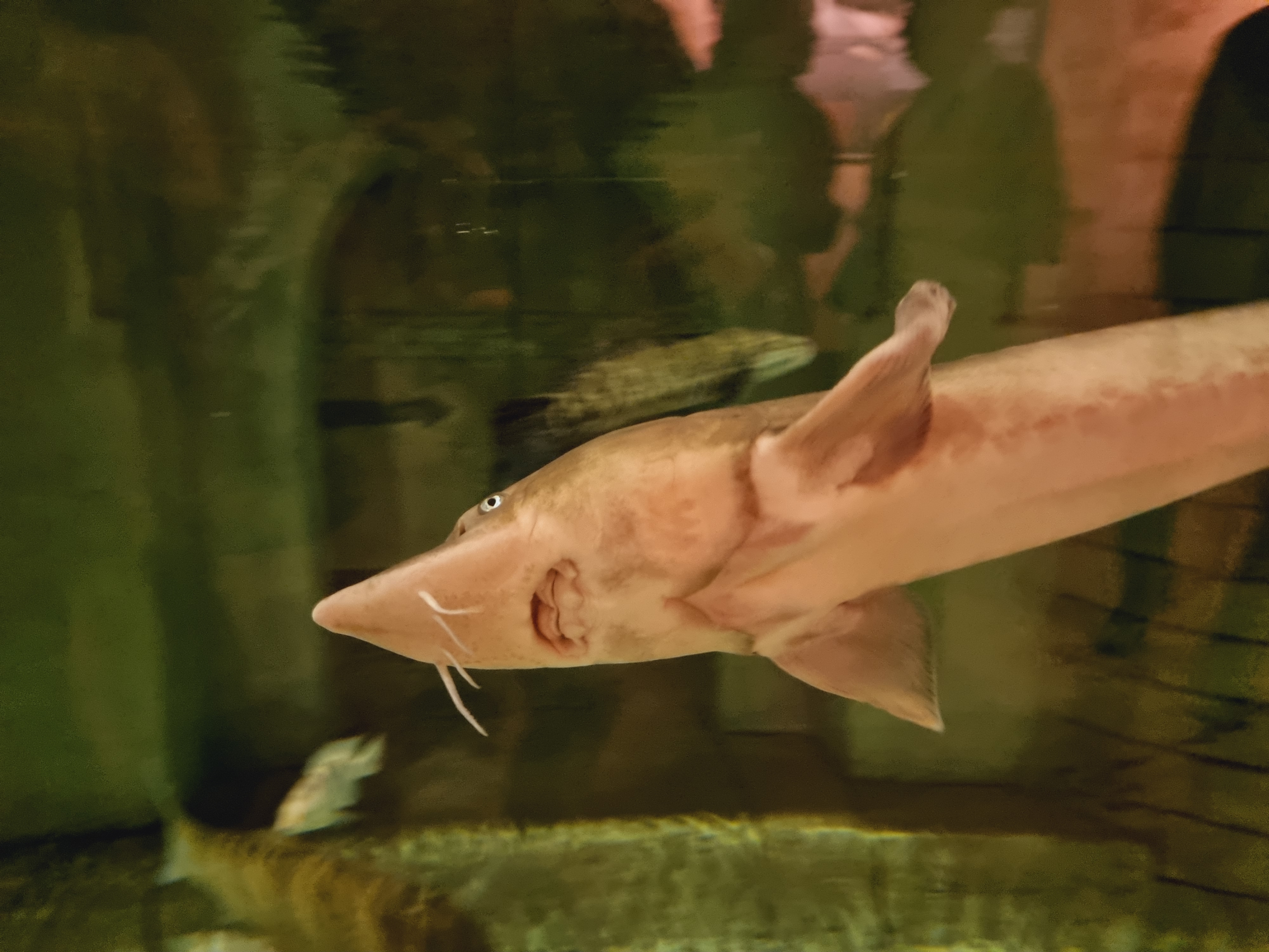 아쿠아리움 철갑상어