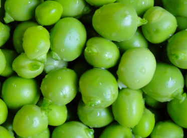 완두콩 파종시기와 심는시기 그리고 재배법 수확시기 총정리