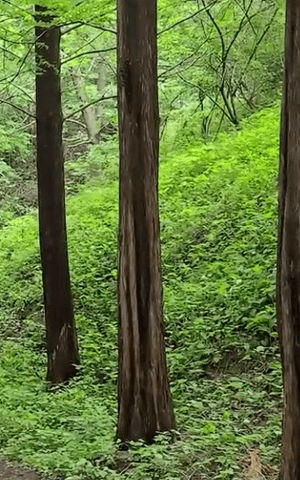 옥천 화인산림욕장 가는 방법
