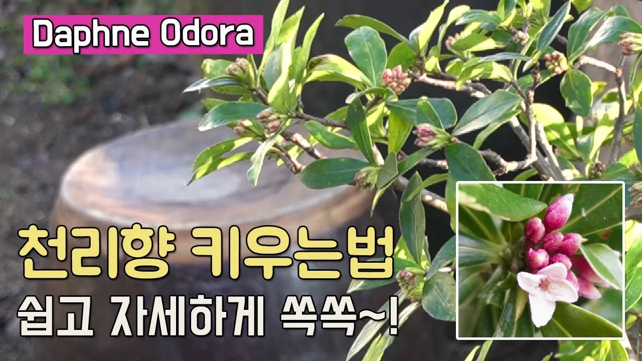 천리향 키우기와 향을 오래 유지하는 방법_1