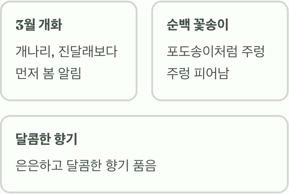 개나리보다 먼저 봄을 알리는 순백의 전령사