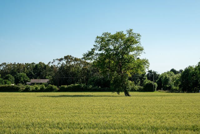 날씨 예보 맑음 들판과 나무
