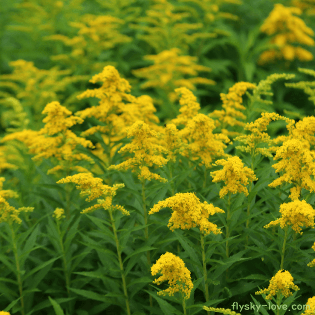 약이 되는 산나물 미역취