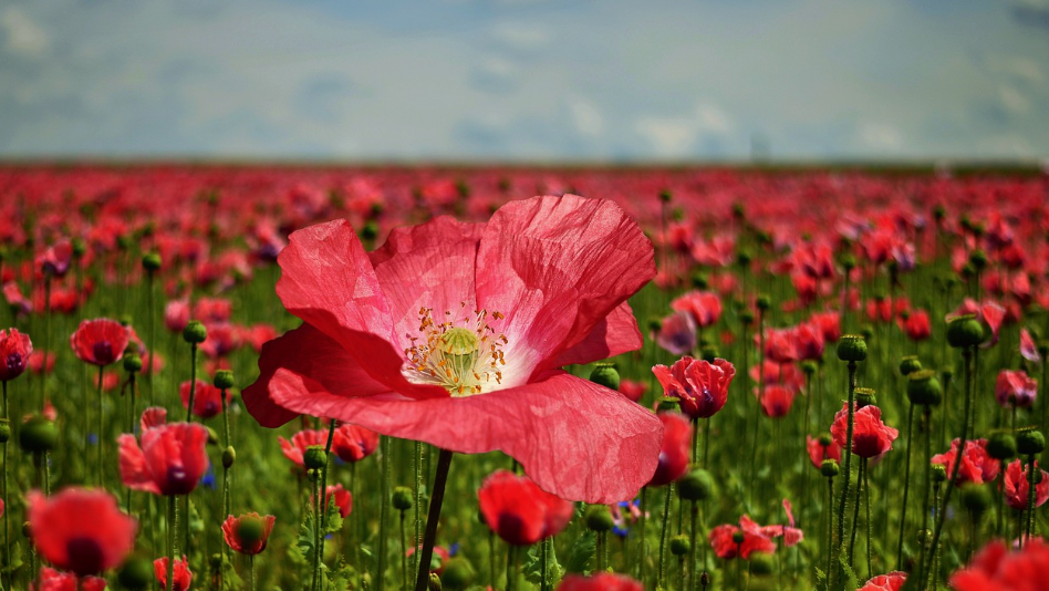 "여인천하"의 소설 원작과의 차이점,오프닝곡,후일담
