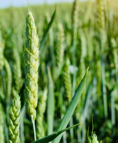 농지연금 지급방식 적용금리 및 지급정지사유