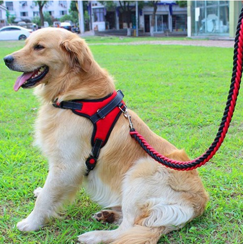 강아지 가슴 줄 순위 TOP 5