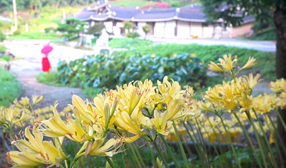 서산-유기방가옥-수선화축제
