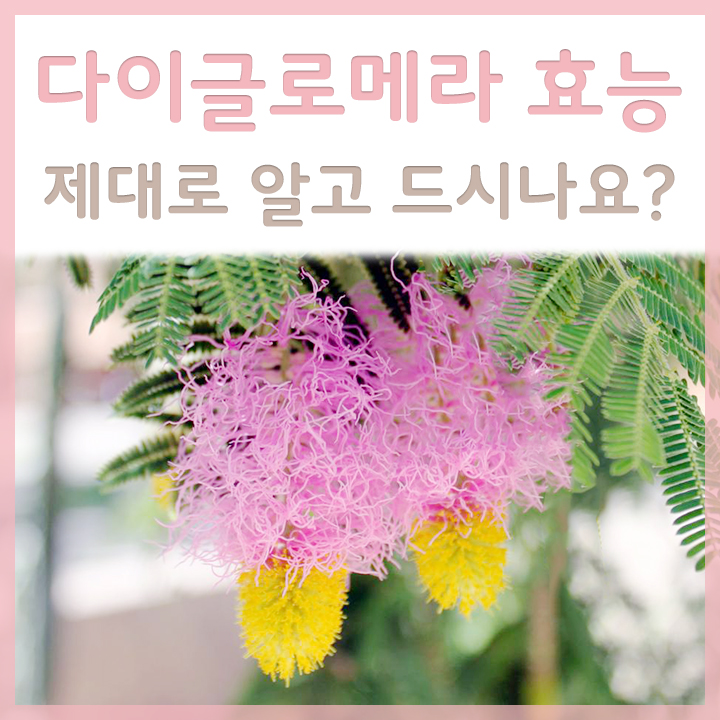 다이글로메라-원료-모습