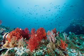 식물성 오메가3(dha / epa / rtg) 효능 및 추천, 동물성 오메가3 차이점 비교