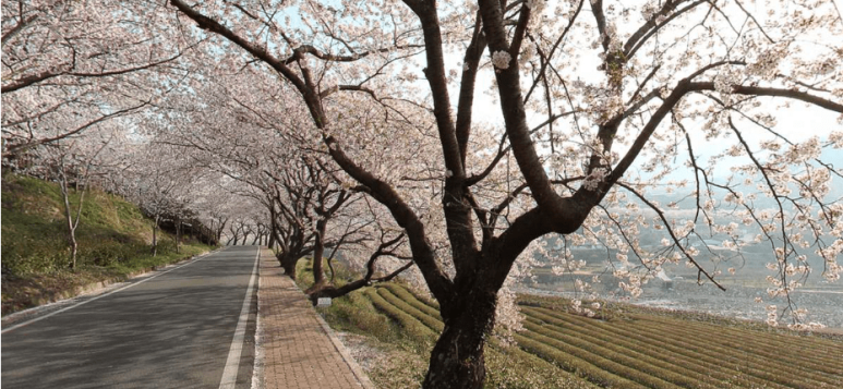 화개장터 벚꽃축제