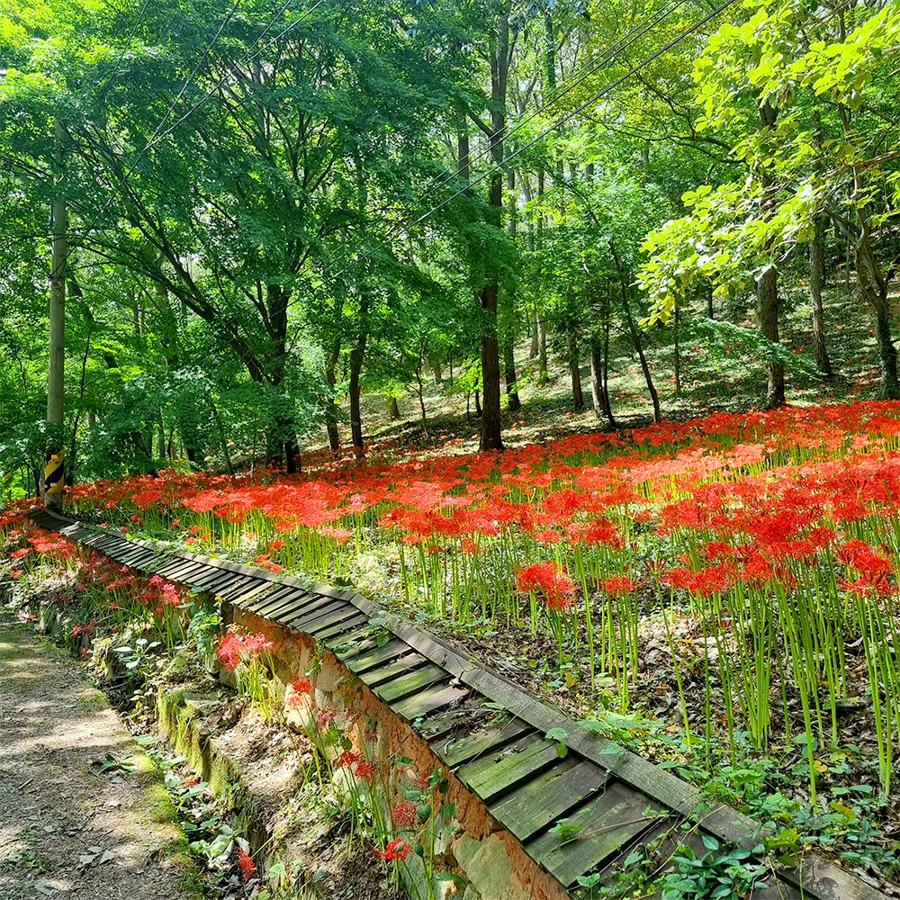 모악산 꽃무릇2