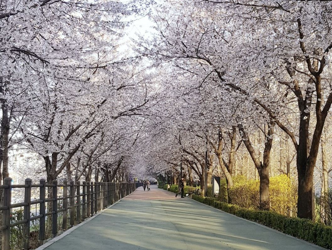 벚꽃-벚꽃 명소-벚꽃길-벚꽃 축제-2023 벚꽃 명소-2023 벚꽃 축제-전국 벚꽃 개화 시기