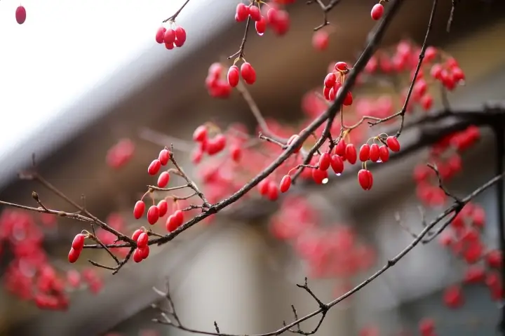 산수유
