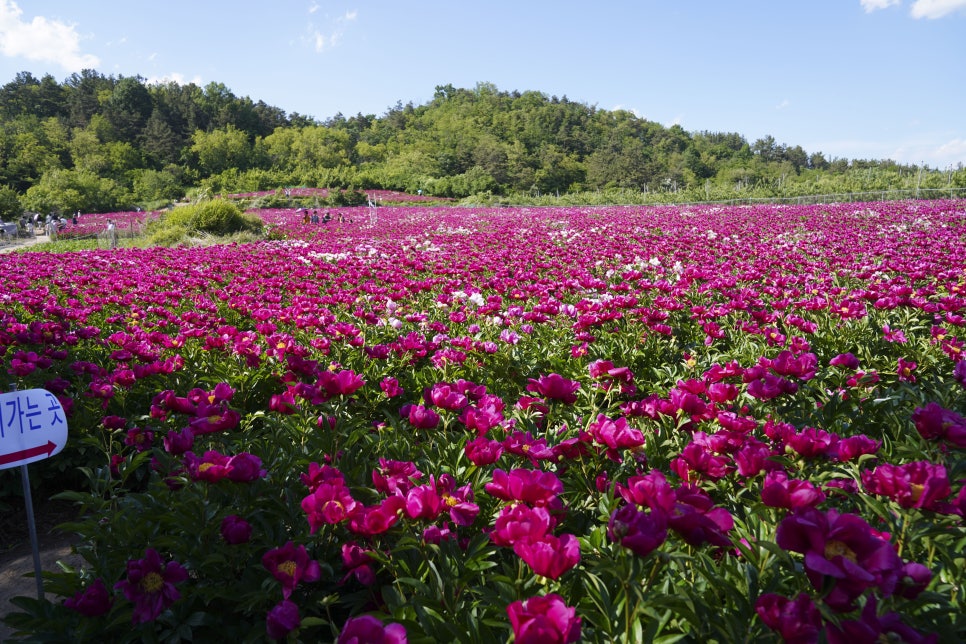 [5월 여행]영천작약꽃축제❘영천 삼창리&middot;정각리 작약꽃밭, 그리고 보현산약초식물원까지