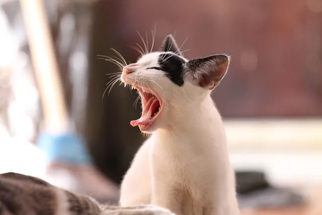 &amp;quot;고양이