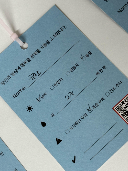 콩란 키우기
