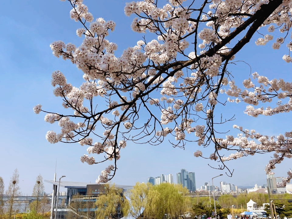 벚꽃
