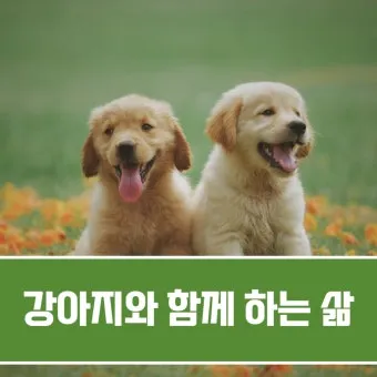 행복한 반려견 맞이하기 나에게 맞는 강아지 선택 가이드_9