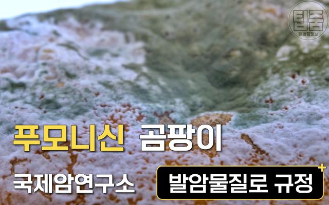 초당 옥수수 보관법,옥수수 검은색 검은점,팁줌