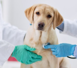 강아지 췌장염 증상