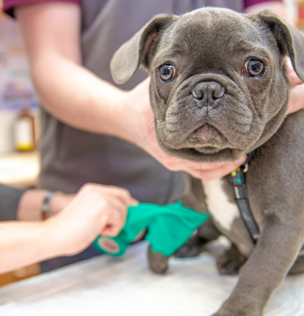 강아지 다리 절뚝? 보호자가 꼭 알아야 할 5가지 이유와 대처법