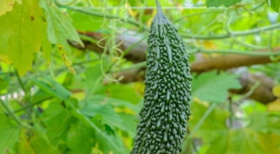 여주 이미지