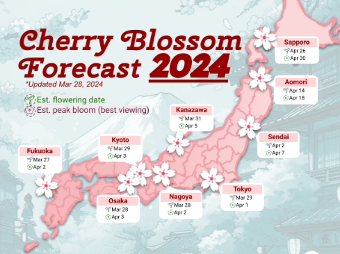 일본 벚꽃 개화시기