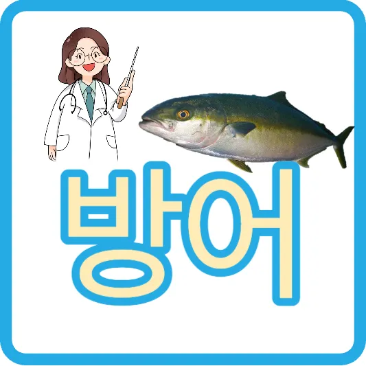 방어회 부위 방어 구별방법 대방어 중방어 소방어 겨울 제철 방어 가격 효능 방어회 칼로리