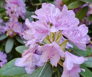 겨울 피고지는 만병초