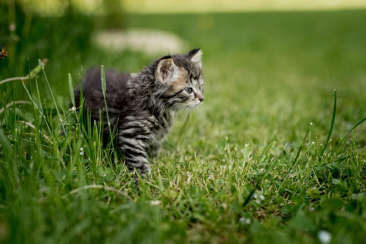 펫가드닝에서 놓치기 쉬운 세균 관리법