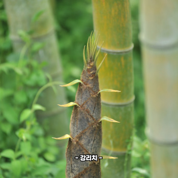 죽순 아린맛 쓴맛 제거법