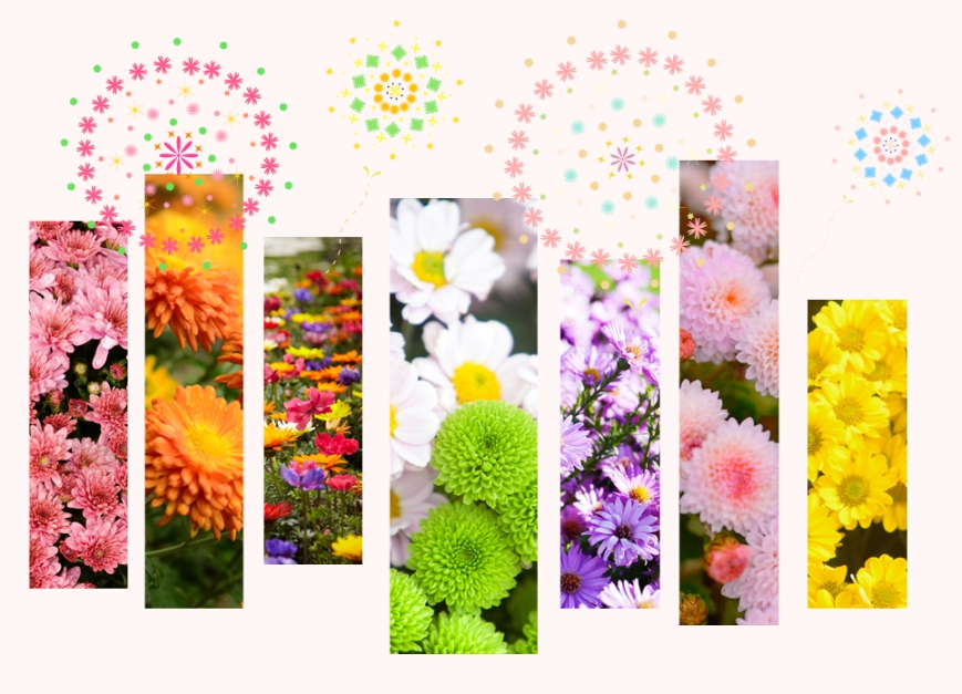 전북 익산 천만송이 국화축제