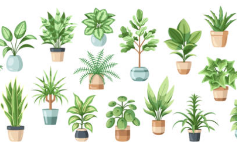 테이블야자 수경재배