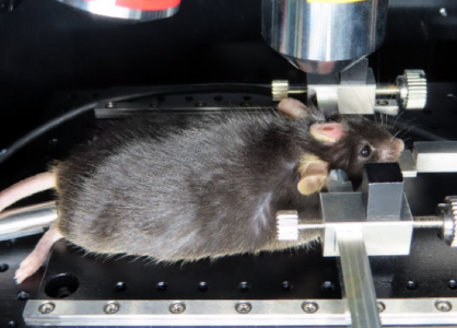 올인원 생체 현미경