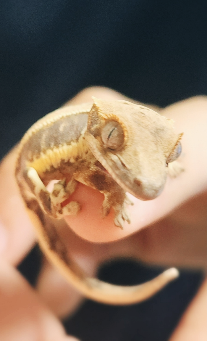 크레스티드-게코-릴리화이트