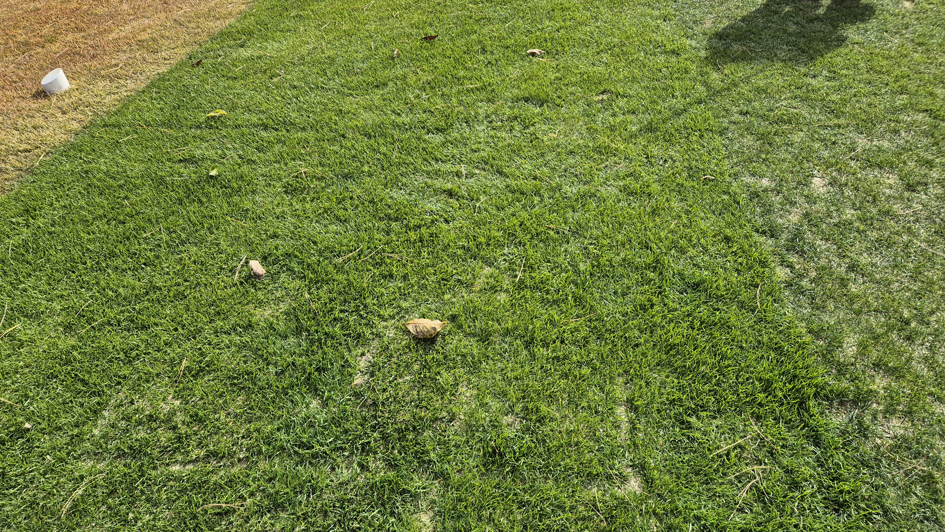 세종에머슨cc 밸리-마운틴 코스 티잉구역 상태