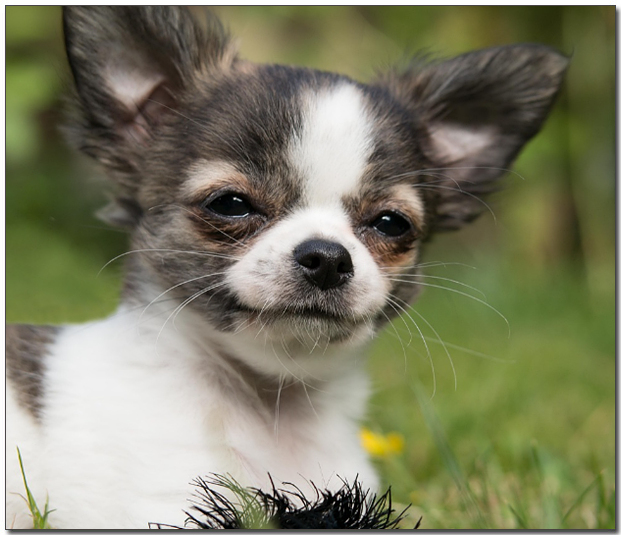 웃고있는 치와와