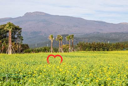 휴애리 유채꽃 축제