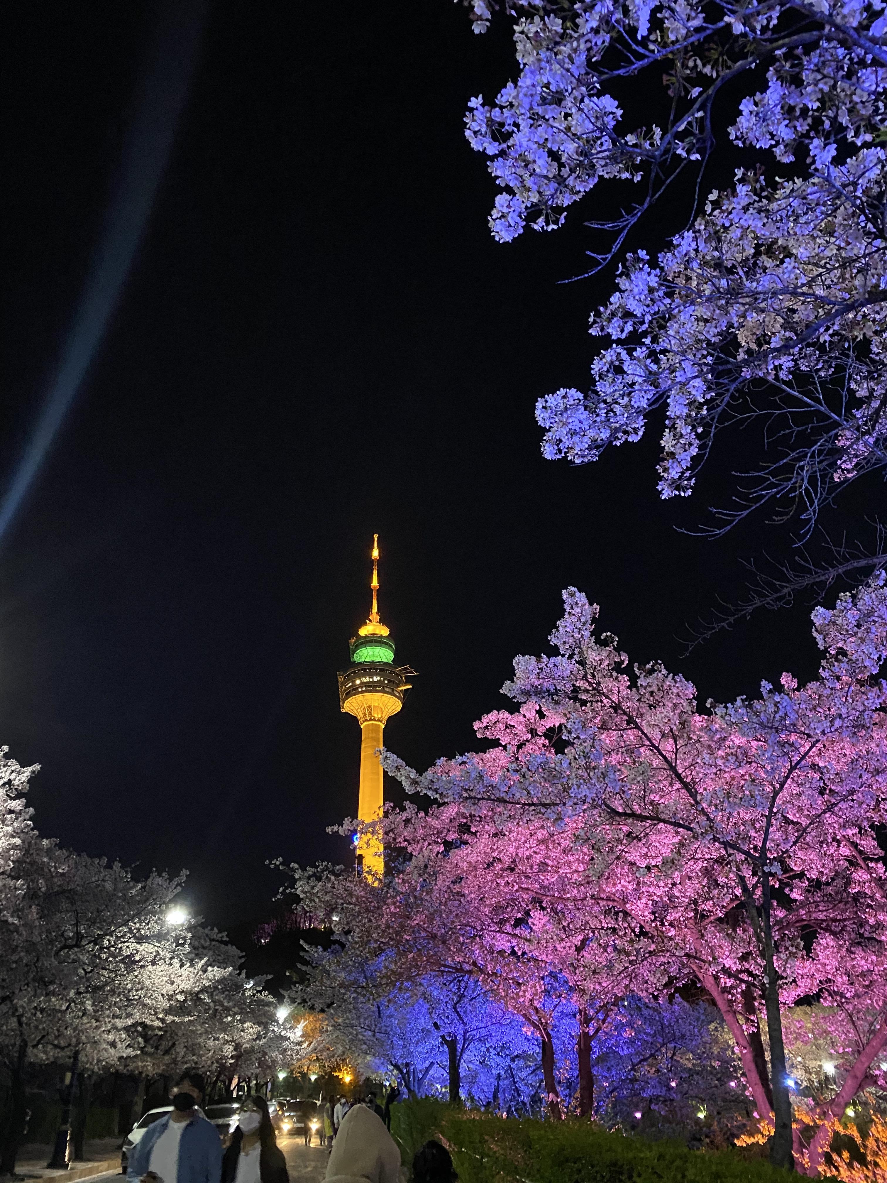 벚꽃 개화시기와 벚꽃명소 이월드