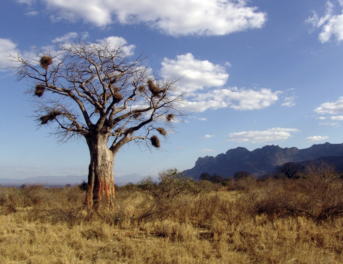 아프리카 바오밥 열매 – 자연발효된 분말로 슈퍼푸드 각광