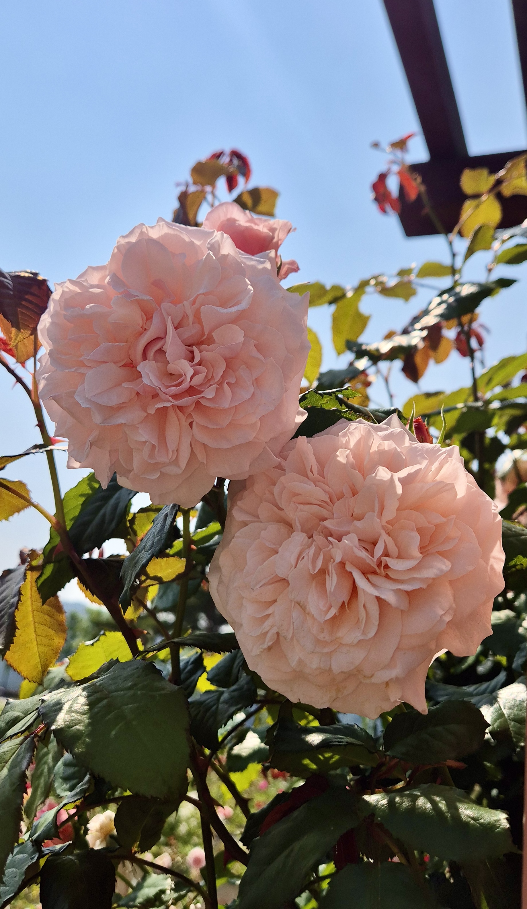 해운대 수목원 장미원, 해운대수목원, 장미명소, 노란장미, 빨간장미, 분홍장미, 장미포토존